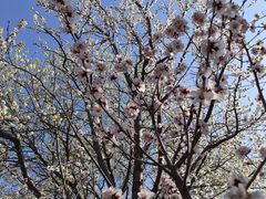 -桃花堤公园