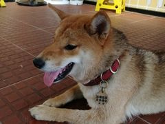 -柴犬高等学院·狗咖·柴犬售卖·宠物训练