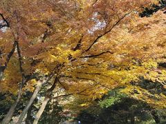 -庐山风景区花径公园