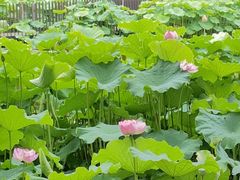-陈家山荷花公园