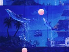 -华夏文旅海洋公园