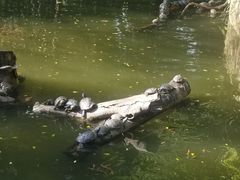 -九龙公园