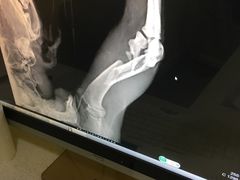 -瑞鹏宠物医院·爱宠堂·骨外专科(西荷分院)