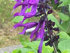 -重庆中央公园(渝北区)