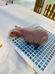 -Moni星球萌宠·小马宝莉·灵蛇·高端高阶全萌宠互动体验俱乐部(红豆国际广场店)