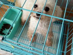 -犬也宠物造型(恒茂国际都会商业街店)