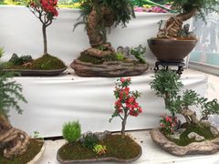 -龙大花卉苗木市场