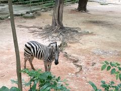 -深圳野生动物园