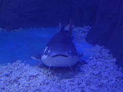 -上海长江河口科技馆
