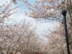 -绵阳盛世樱花悠乐谷