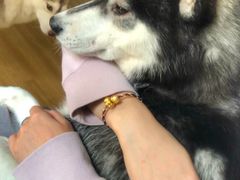 -Husky Go! 哈士奇体验馆·宠物咖啡厅狗咖