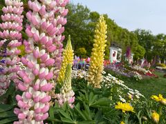 -上海共青森林公园