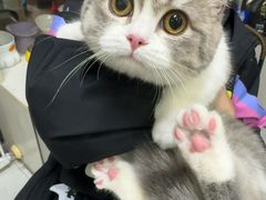 -八公叔叔宠物美容连锁(春申店)