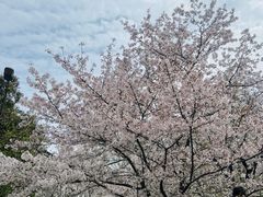 -武汉大学-樱园