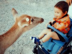 -鹿境梅花鹿生态园区