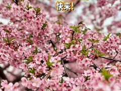 -上海辰山植物园