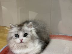 -青奢宠物·青奢猫舍