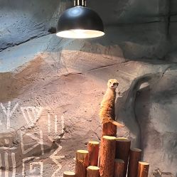 -Zoolung Zoolung动物主题公园(海信广场店)