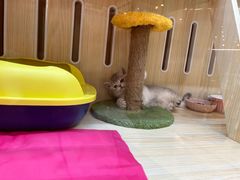 -momokira米努特·德文卷毛猫·棉花面纱犬