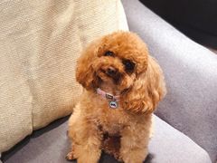 -百好乐宠物友好餐厅(朝外大街店)