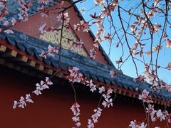 -桃花堤公园