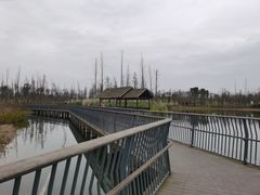 -白鹭湾湿地公园