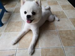 -芭比堂动物医院·犬猫全科·异宠专科(雁塔分院)