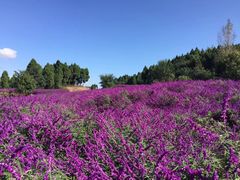 -中国香山·寿香谷