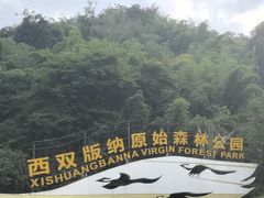 -西双版纳原始森林公园
