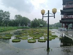 -白洋淀景区