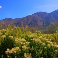 -薇兰专业脱毛连锁机构