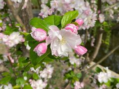 -海棠花溪(元大都城垣遗址公园)