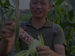 -广东惠东海龟国家级自然保护区