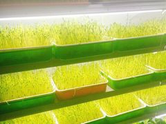 -番食园鲜食火锅(高新店)
