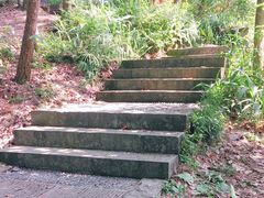 -铁山坪森林公园