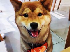 -柴务处·柴犬主题狗咖