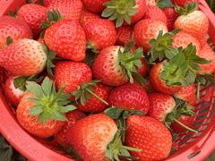 -南宁良凤江国家森林公园