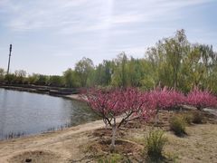 -永定河休闲森林公园