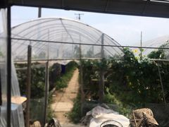 -马陆小张葡萄园农家乐