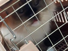 -纳吉亚猫专科动物医院·北北分院
