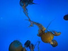 -太平洋海底世界