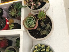 -龙大花卉苗木市场