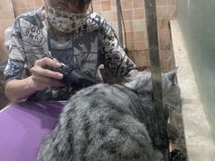 -宠颐生汉谟拉比宠物医院
