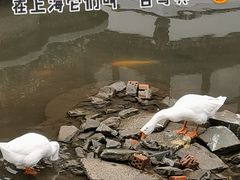 -豫园湖心亭茶楼