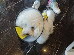 -宠颐生斯嘉宠物医院·急重症·心内科(谷阳北路分院)