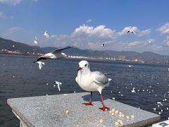 -海埂大坝