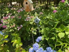 -上海共青森林公园