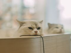 -瞄一喵猫咖(格力海岸店)