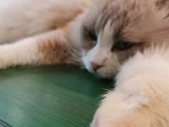 -喵喵咪呀布偶猫咖(春熙路店)