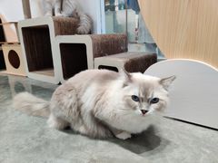 -瞄一喵猫咖(格力海岸店)